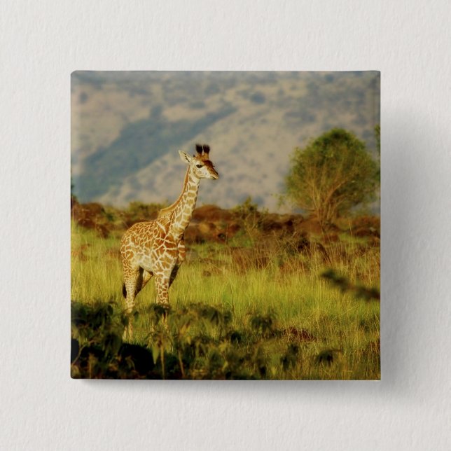 Baby giraffe wildlife badges & buttons (Front)