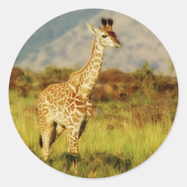 Baby giraffe wildlife stickers (Front)