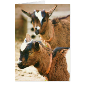 baby goat