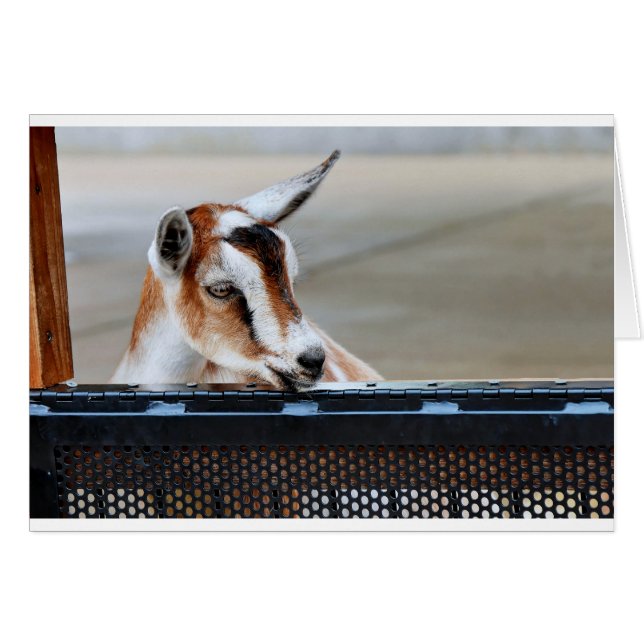 Baby Goat (Front Horizontal)