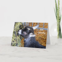 Baby Goat Hay Sympathy