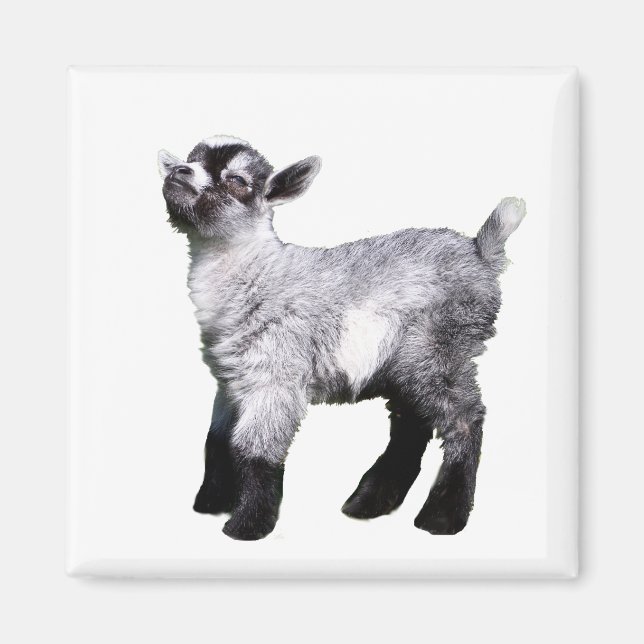 Baby Goat Nose in Air Magnet (Front)