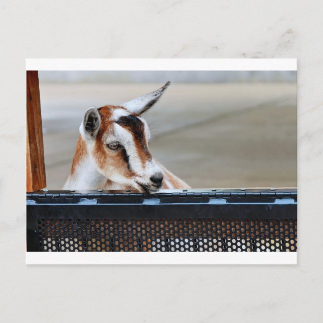 Baby Goat Postcard (Front)