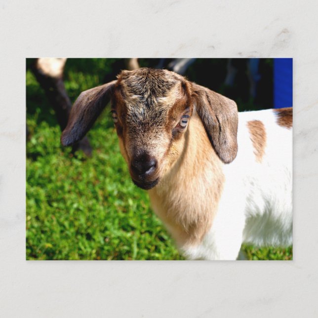 Baby Goat - Postcard (Front)