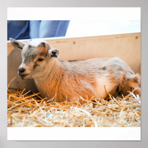 Baby Goat Poster