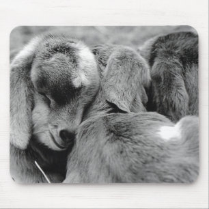Baby Goats Mouse Pad