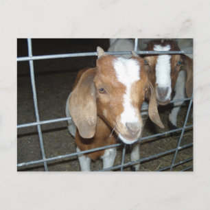Baby goats postcard
