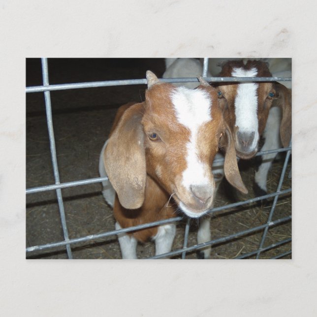 Baby goats postcard (Front)
