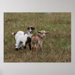 Baby Goats Poster