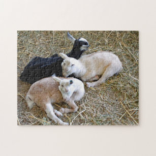 Baby Goats Sleeping Jigsaw Puzzle
