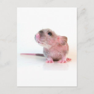 Baby Gobi Rat Postcard