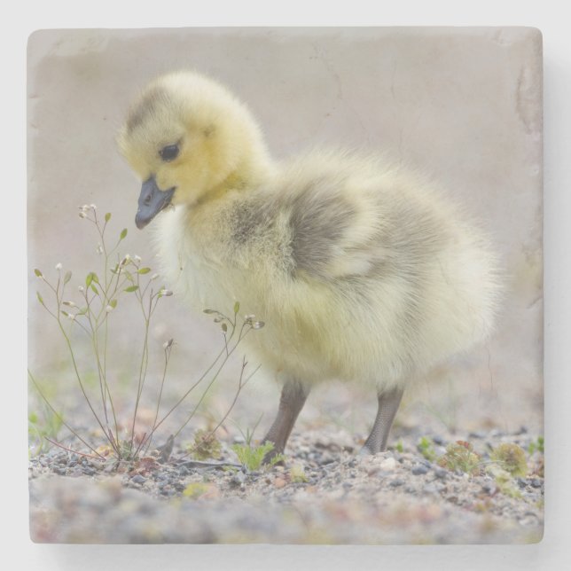 Baby Goose Coaster (Front)