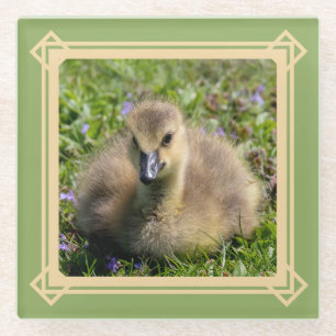 Baby Goose (Gosling) Glass Coaster