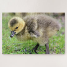 Baby Goose