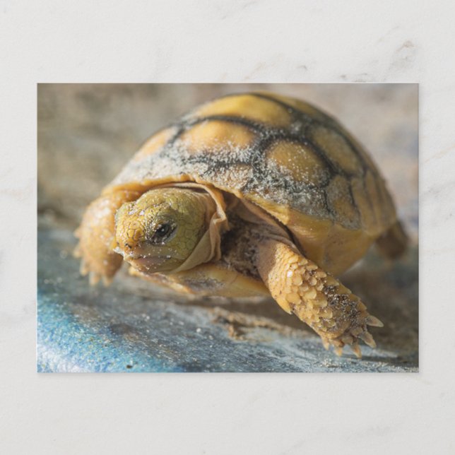 Baby Gopher Tortoise Postcard (Front)