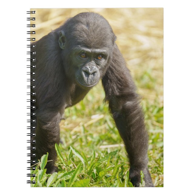 Baby Gorilla Notebook (Front)