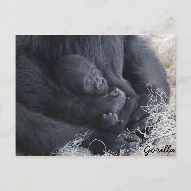 Baby Gorilla Postcard (Front)