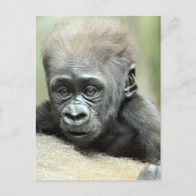 BABY GORILLA RELAXING POSTCARD (Front)