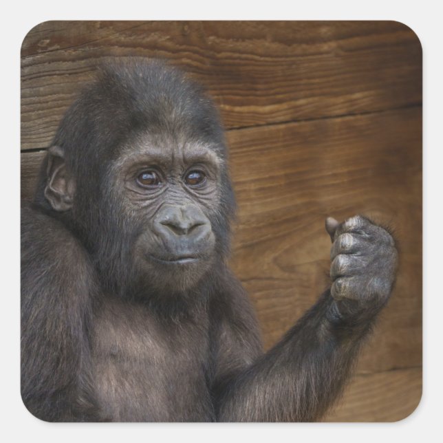 Baby Gorilla Square Sticker (Front)