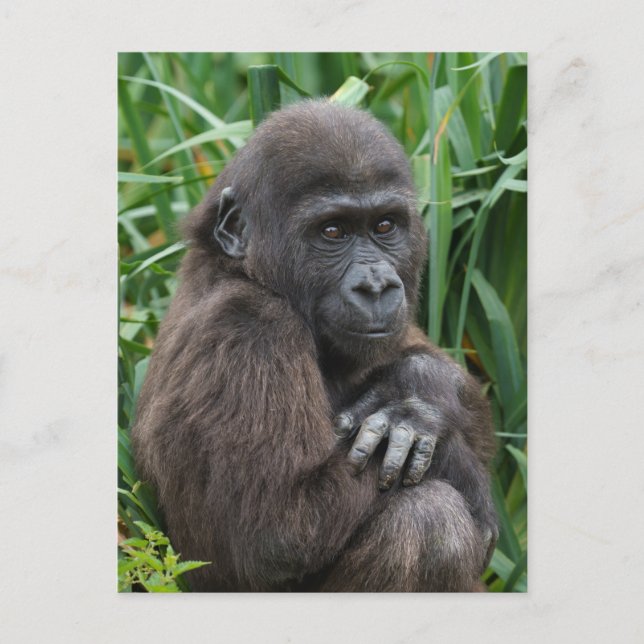 Baby Gorilla Tapestry Postcard (Front)