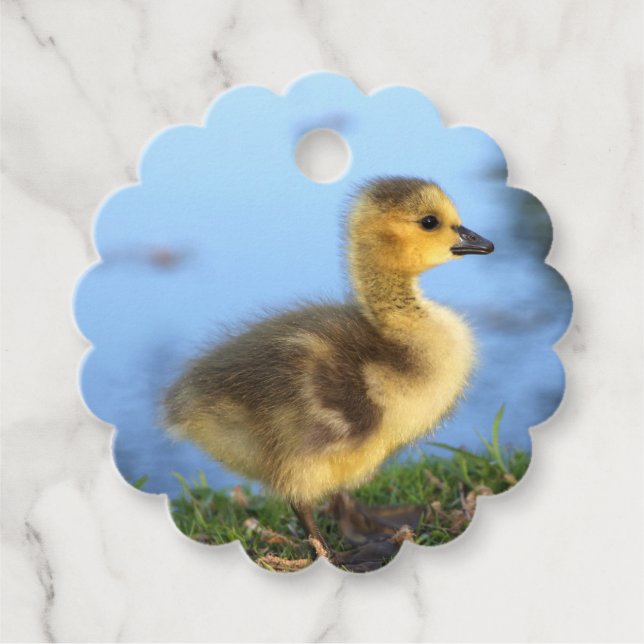 Baby Gosling Favour Tags (Front)