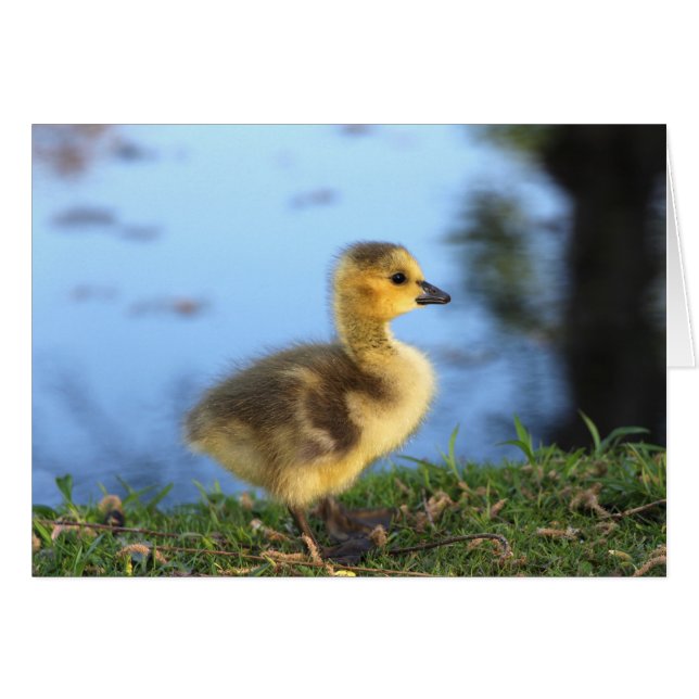 Baby Gosling Greeting Card (Front Horizontal)