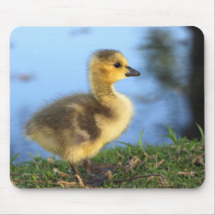 Baby Gosling Spring Mousepad