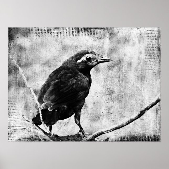 Baby Grackle Poster (Front)