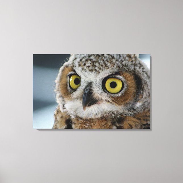 Baby great horned owl canvas print (Front)