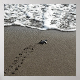 Baby Green Sea Turtle Poster