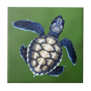 Baby green turtle tile
