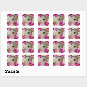 Baby Grey And White Guinea Pig, Square Sticker