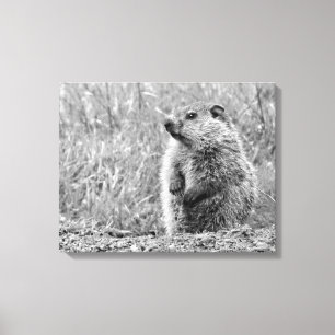 Baby Groundhog in BLACK AND WHITE  Canvas Print