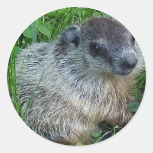 Baby Groundhog Sticker