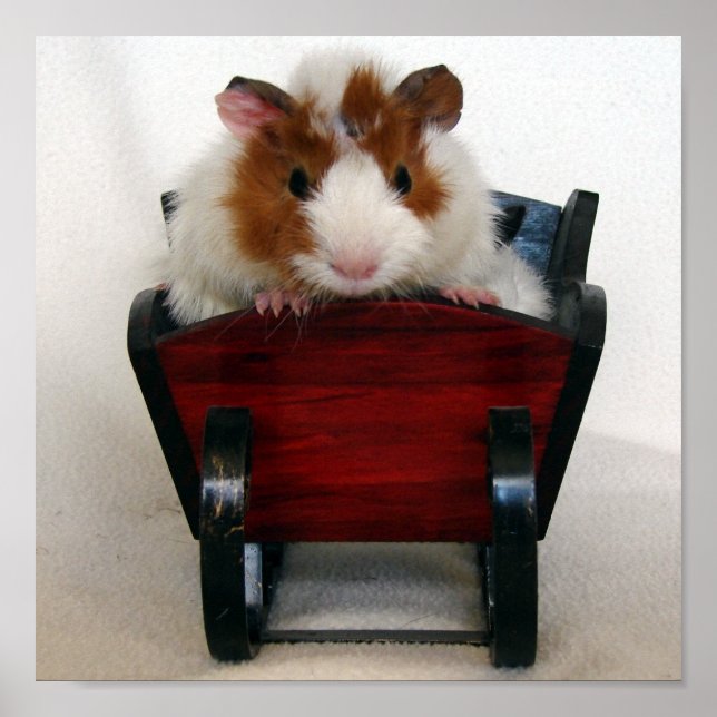 Baby Guinea Pig in Sleigh Poster (Front)