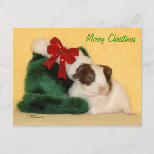 Baby Guinea Pig Merry Christmas Postcard