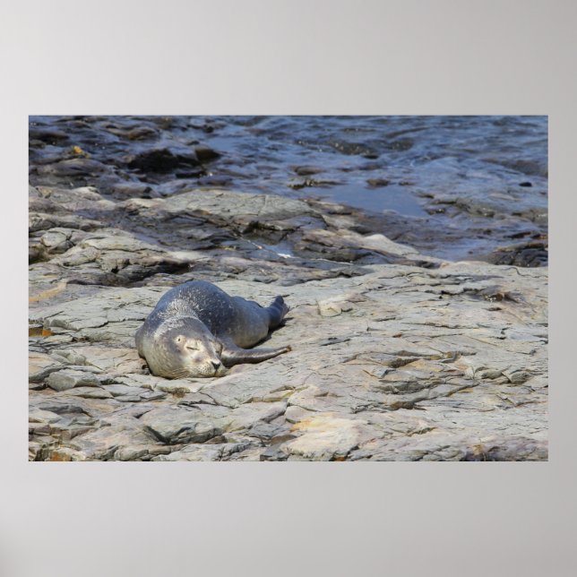 Baby Harbour Seal, Bar Harbour, Maine Poster (Front)