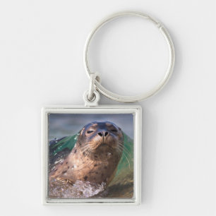 Baby Harbour Seal Keychain