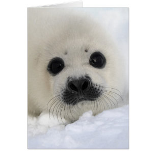 Baby Harp Seal