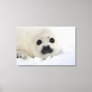 Baby Harp Seal Canvas Print