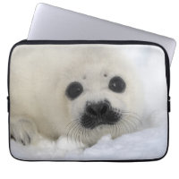 Baby Harp Seal