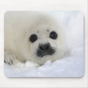 Baby Harp Seal Mouse Pad