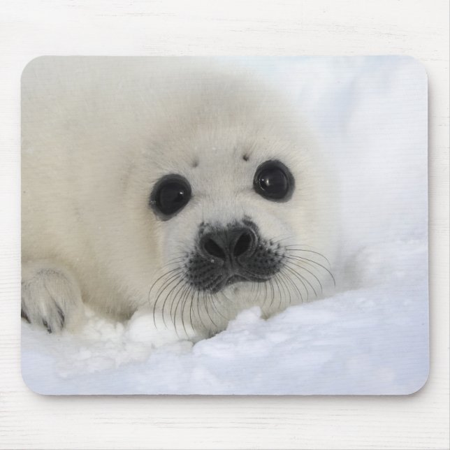 Baby Harp Seal Mouse Pad (Front)