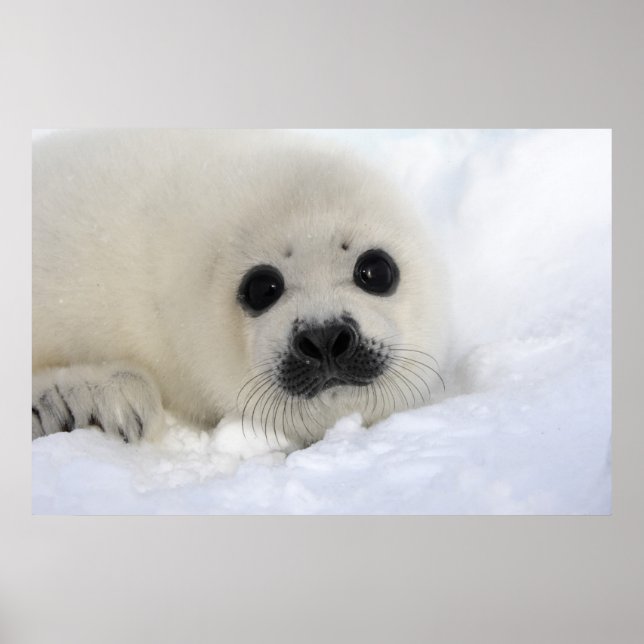 Baby Harp Seal Poster (Front)