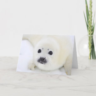 Baby harp seal pup on ice of the White Sea Card