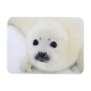Baby harp seal pup on ice of the White Sea Magnet