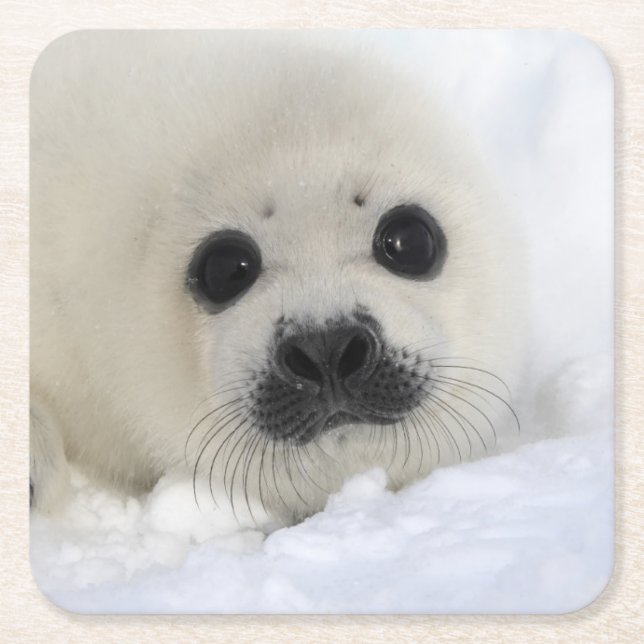Baby Harp Seal Square Paper Coaster (Front)