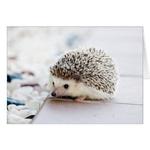 Baby Hedgehog