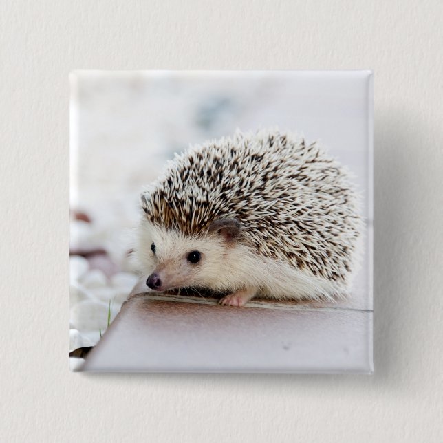 Baby Hedgehog 2 Inch Square Button (Front)