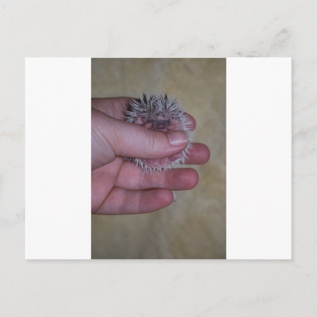 Baby Hedgehog in Hand Postcard (Front)